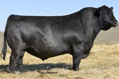 Basin Payweight 1682