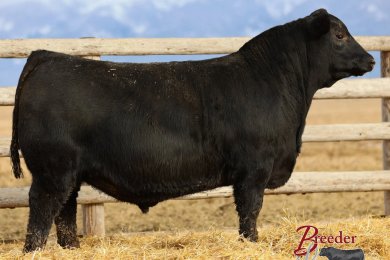 Coleman Security 428