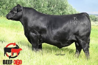 Koupals B&B Herdsman 4026