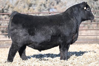 LT Lazy JB Unchartered 328