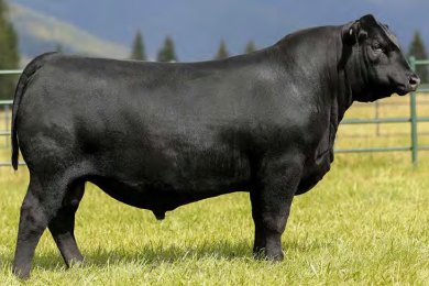 Montana Mission 4293