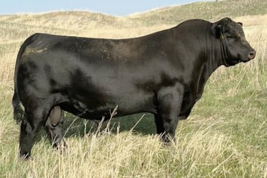 Musgrave OG 513