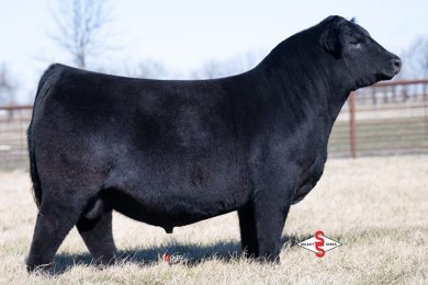 PVF Capone 2104