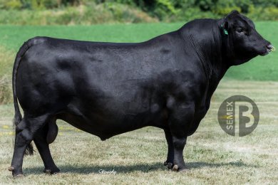 SMX Grandeur ET 160J