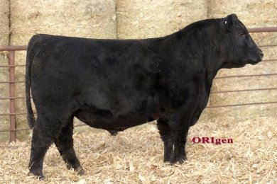 Wilkinson Constant 264X