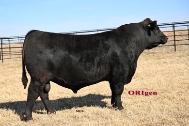 Wilks Fist Full of Dollars