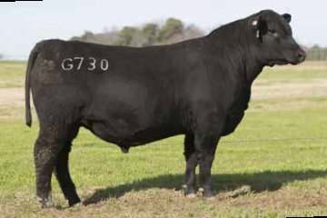 YON Top Cut G730