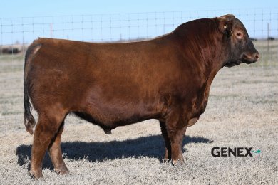 Brown JVCC Authentic KJ104