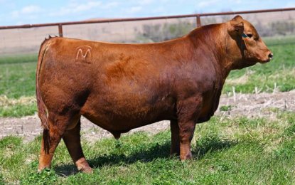 Mushrush Top Secret M126