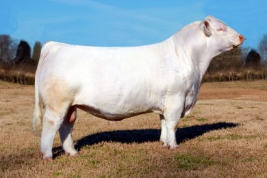 3ACES Crushing Hearts G879