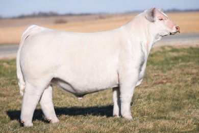 BOY AALB White Snake 400M