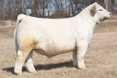 LJR Mr Empire 007M ET