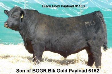 BGGR Blk Gold Payload 6152