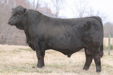 Pipeline 199M