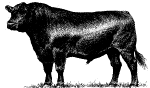 Black Angus Bargain Semen