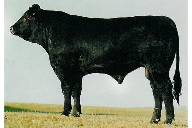 WMM Polled Eclipse 100Z/