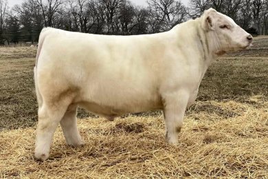 Wises White Buffalo 201