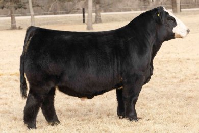 Lashmett/Weis Fully Funded M423