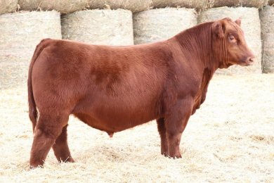 W/C Truth Be Told 6038L