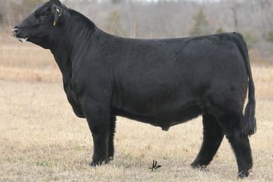 WHF/JS The Deuce K45